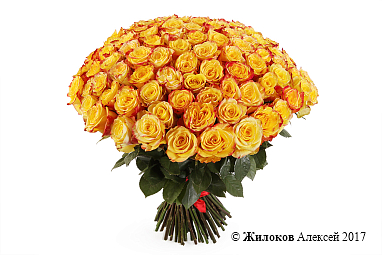 ����� 101 ���� ��� �����