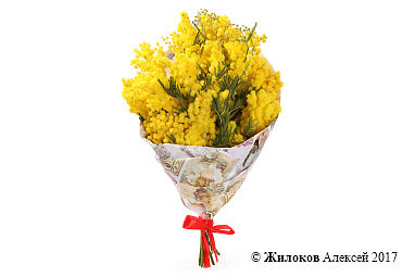 ����� �������� ������