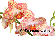 Орхидея Фаленопсис лимонно-розовая (1 ствол)