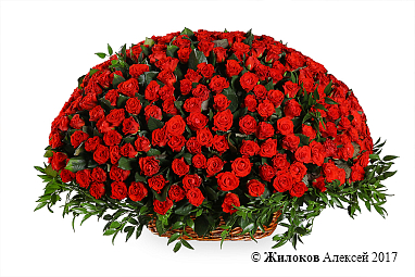 ����� 501 ���� � �������