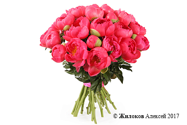 ����� �� ������ ������