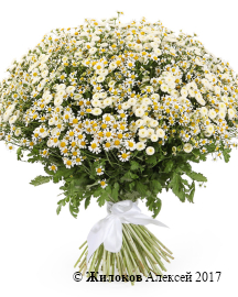 ����� �� ������� ������� �����