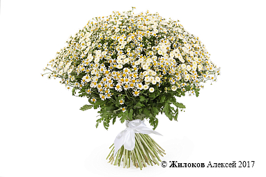 ����� �� ������� ������� �����