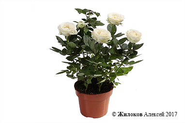 �������� ���� � ������ (�����)