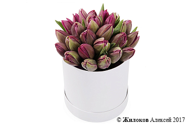 ����� 25 ����������� ��������� � ������� �������, ���������