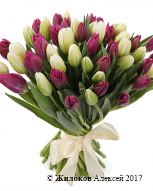 Букет 51 королевский тюльпан, бело-пурпурный микс