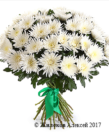 ����� 51 ���������� �����