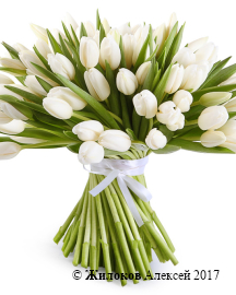 ����� 101 �������, �����