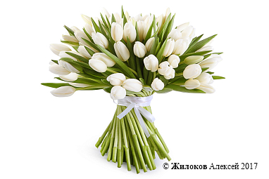 ����� 101 �������, �����