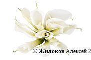 Букет из калл Белоснежка
