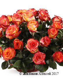 ����� 51 ���� ��� ������ � �������