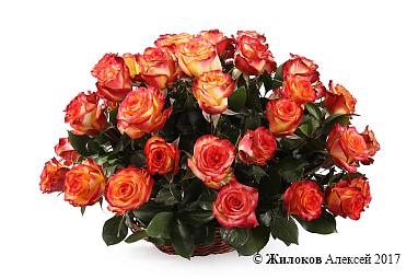 ����� 51 ���� ��� ������ � �������