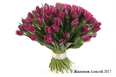 ����� 51 ����������� �������, ���������