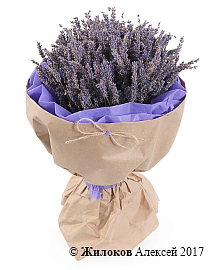 ����� �� ������� ������� �����