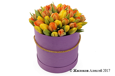 ����� 51 ����������� ������� � ������� �������, ��������� ����