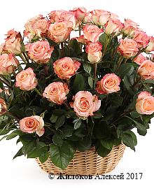 ����� 51 ���� ���� ������� � �������