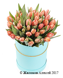 ����� 51 ����������� ������� � ������� ������� �������, ����������