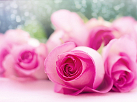 � ���� ������ ����� ���