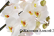 Орхидея Фаленопсис белая (3 ствола)