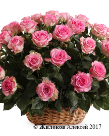 ����� 51 ���� ���� ���� � �������