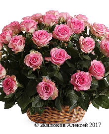 ����� 51 ���� ���� ���� � �������