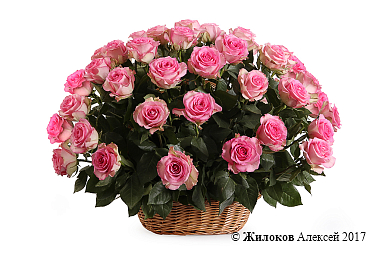 ����� 51 ���� ���� ���� � �������