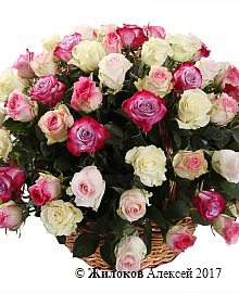 ����� ������� ������� (101 ���� � �������)