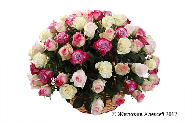 ����� ������� ������� (101 ���� � �������)