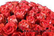 Букет 101 роза Игуана, коралловая